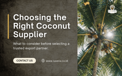 Choosing the Right Coconut Supplier
